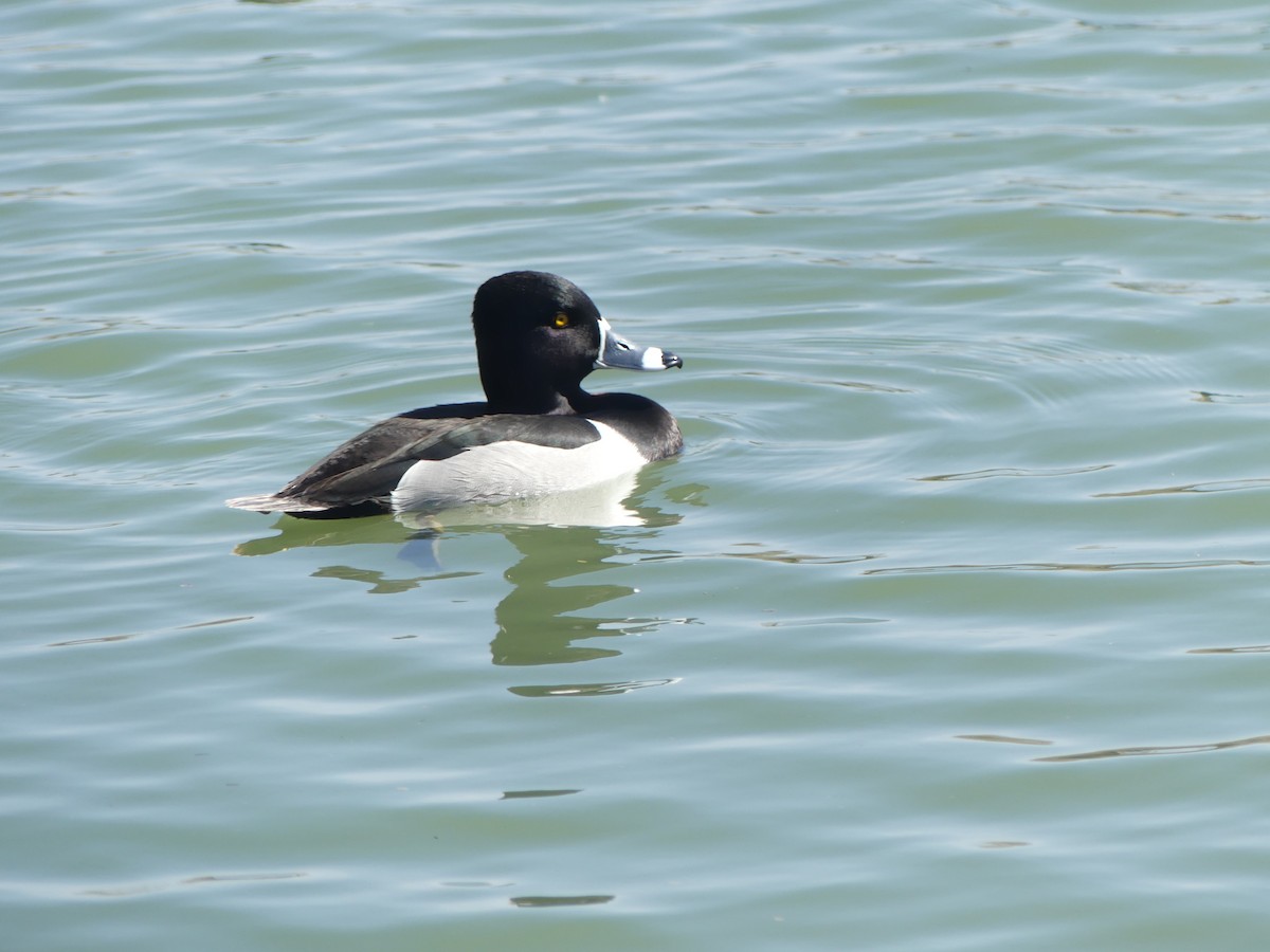 Ring-necked Duck - ML632212660