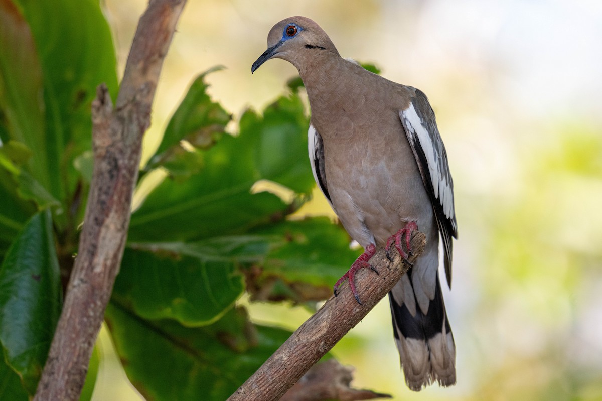 White-winged Dove - ML632212890