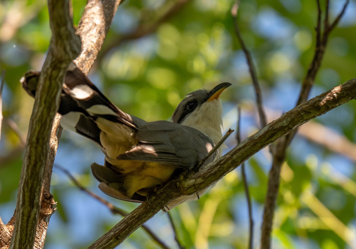 Mangrove Cuckoo - ML632212901