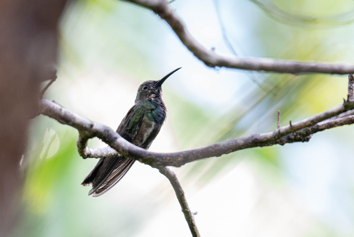 Green-breasted Mango - ML632213001