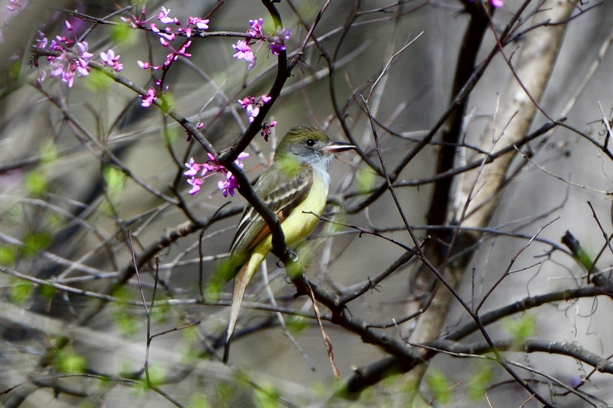 Great Crested Flycatcher - ML632213059