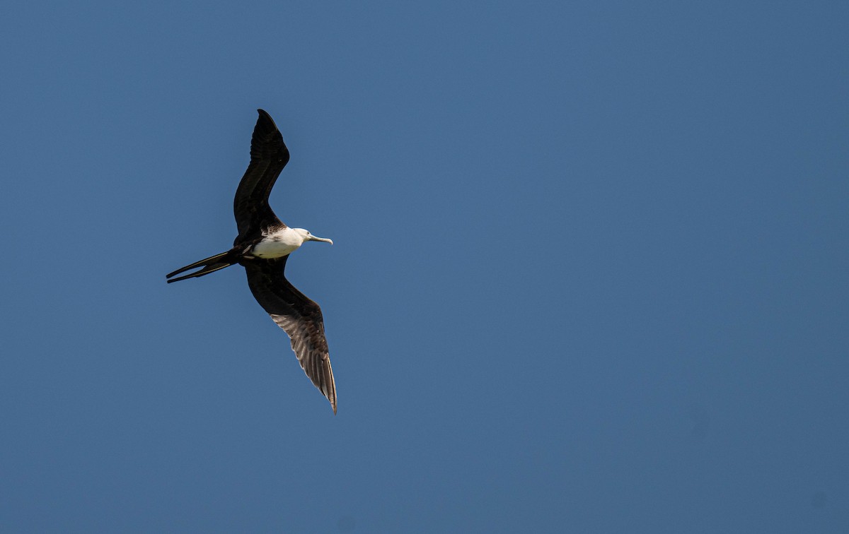 Magnificent Frigatebird - ML632213081
