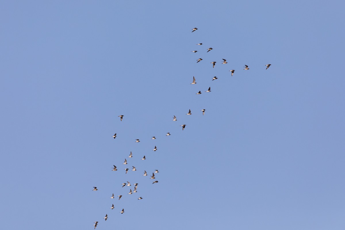 American Golden-Plover - ML632213113