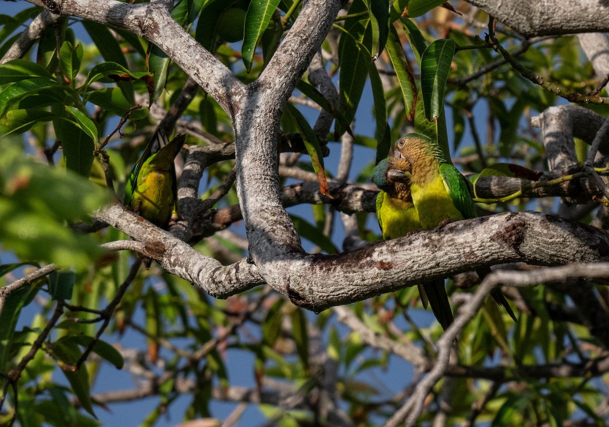 Brown-throated Parakeet - ML632213119