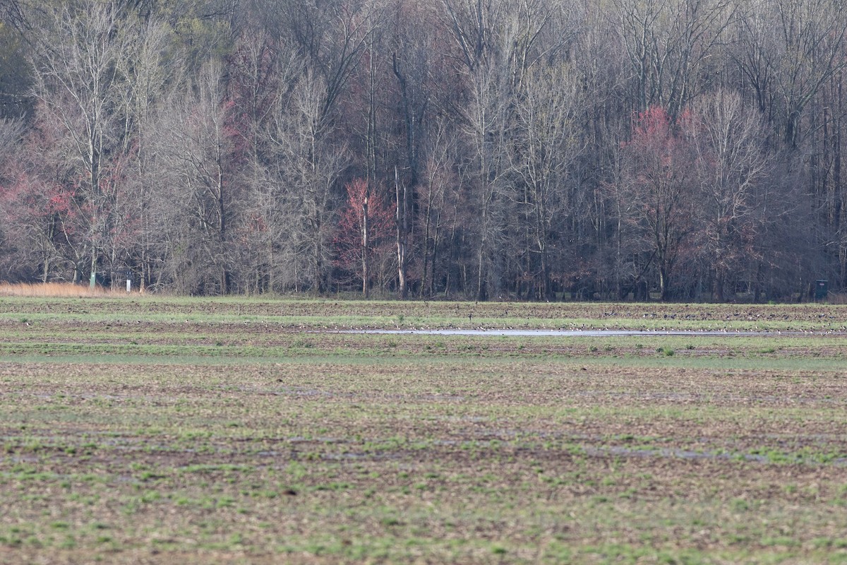 Pectoral Sandpiper - ML632213143