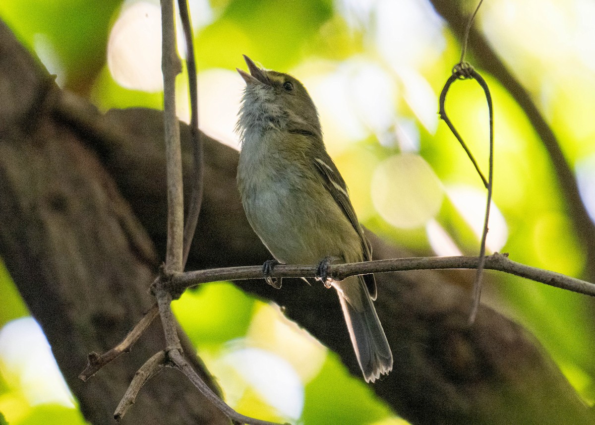 San Andres Vireo - ML632213200