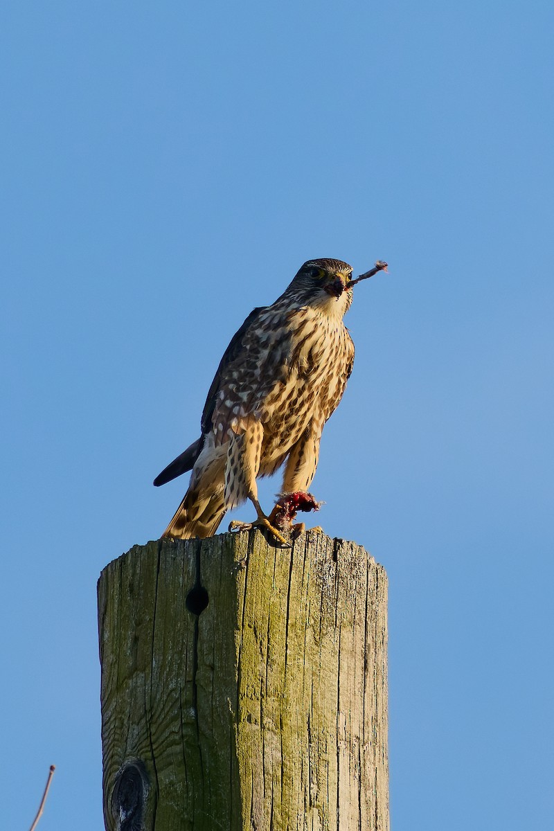 Merlin (Taiga) - ML632213203