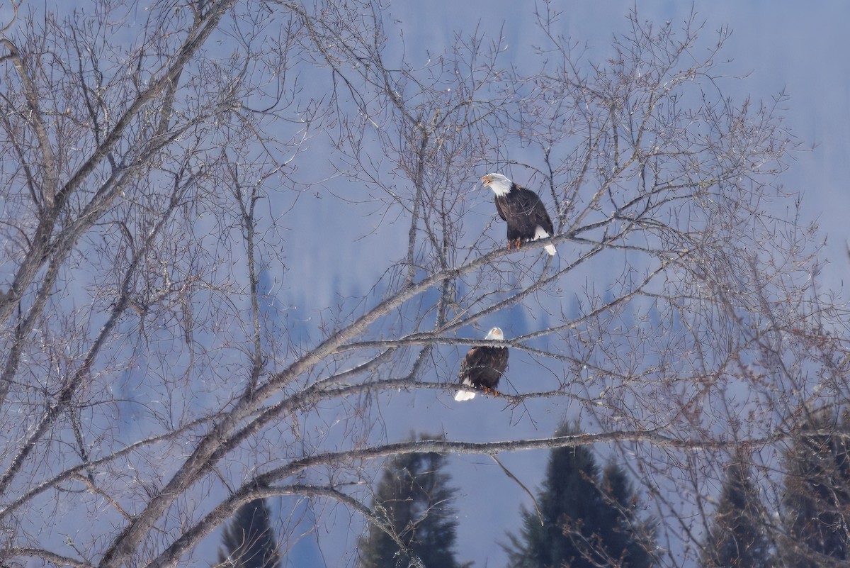 Weißkopf-Seeadler - ML632213259