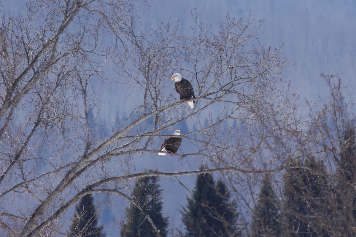 Weißkopf-Seeadler - ML632213260