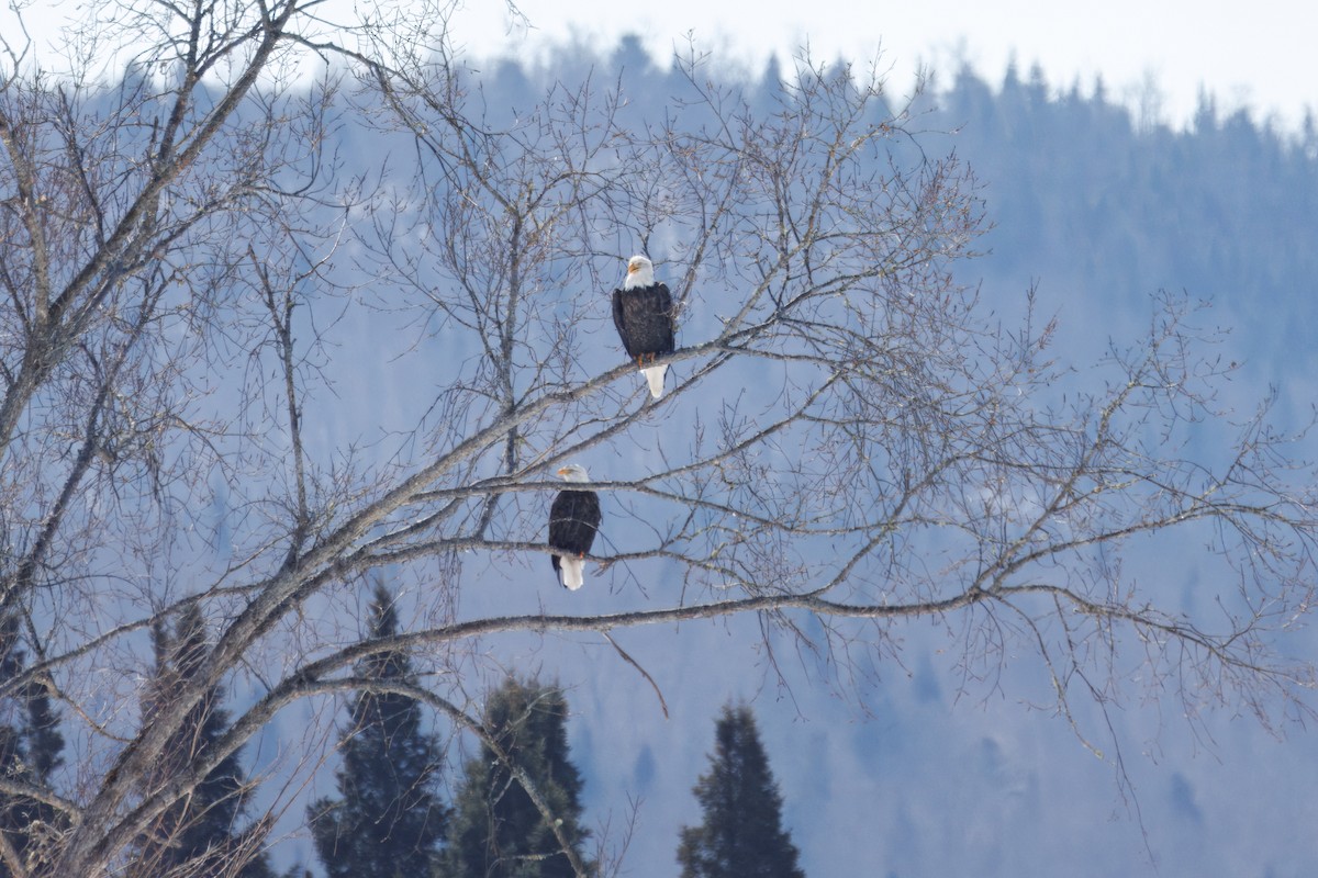 Weißkopf-Seeadler - ML632213261