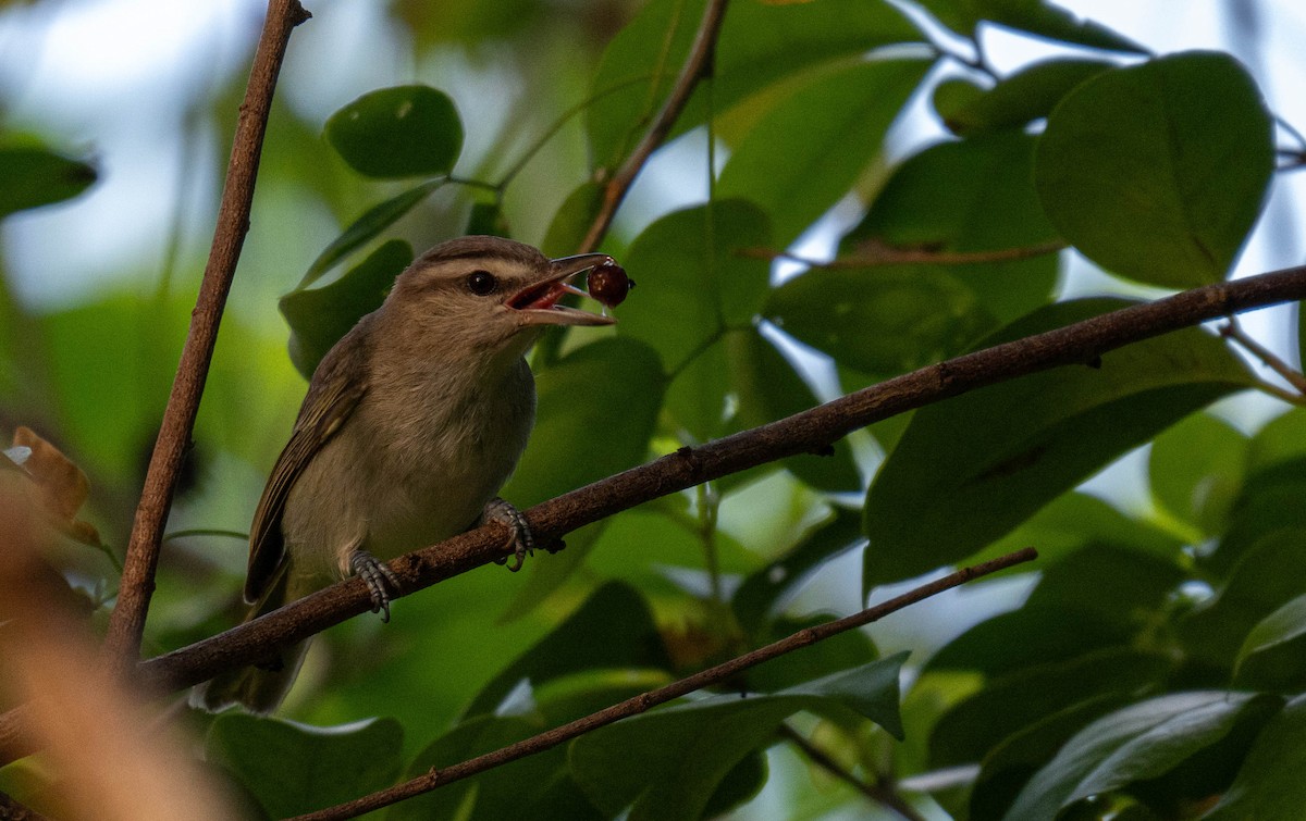 Black-whiskered Vireo - ML632213332