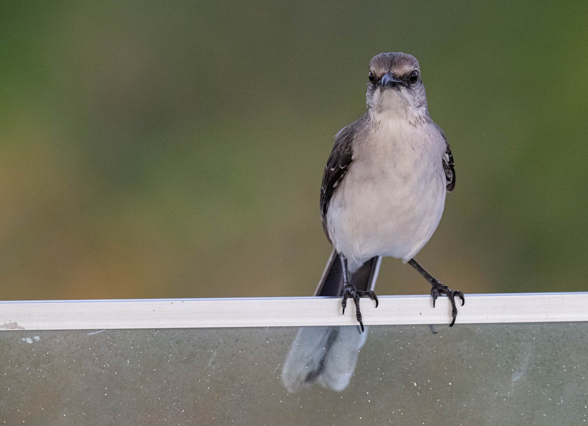 Tropical Mockingbird - ML632213341