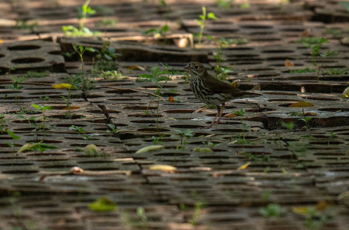 Ovenbird - ML632213405