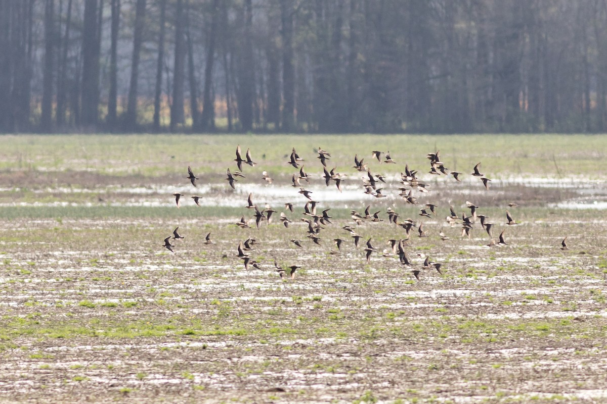 Pectoral Sandpiper - ML632213440