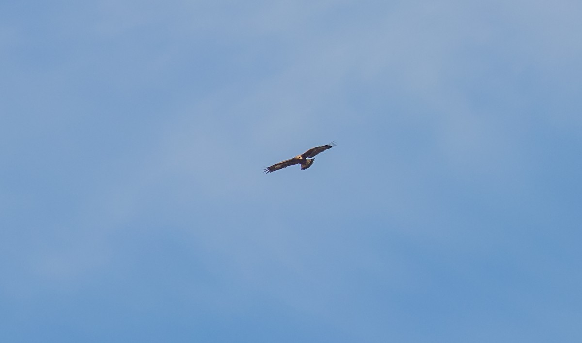 Golden Eagle - ML632213451