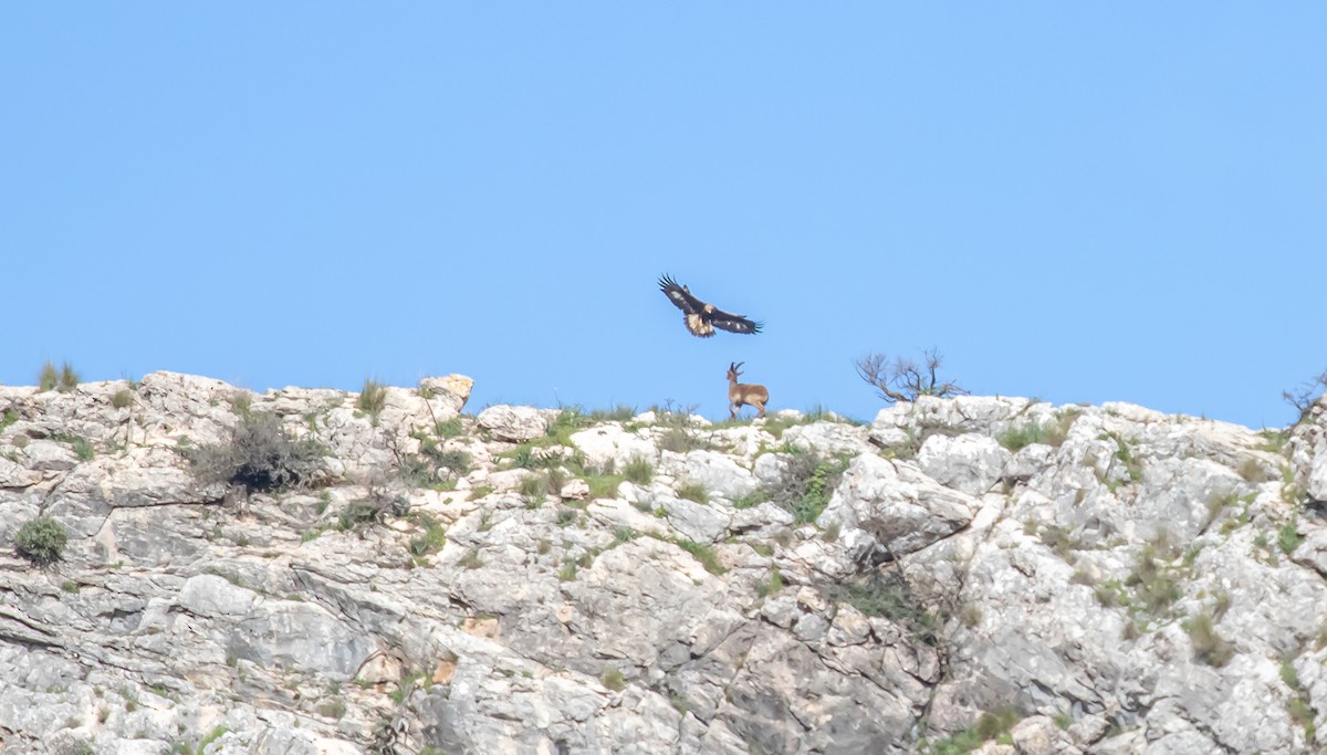 Golden Eagle - ML632213452