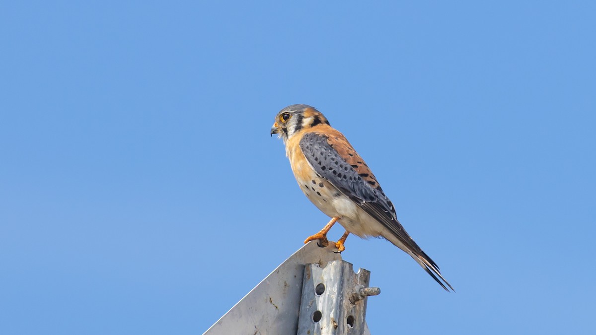 Belatz amerikarra - ML632213464