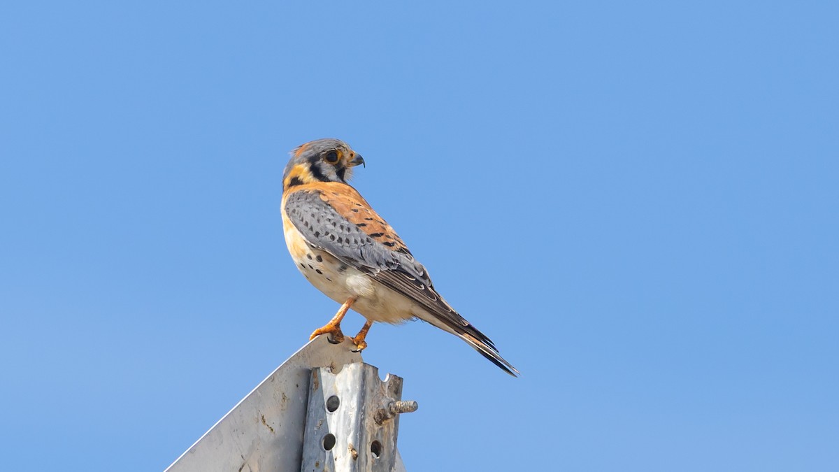 Belatz amerikarra - ML632213465