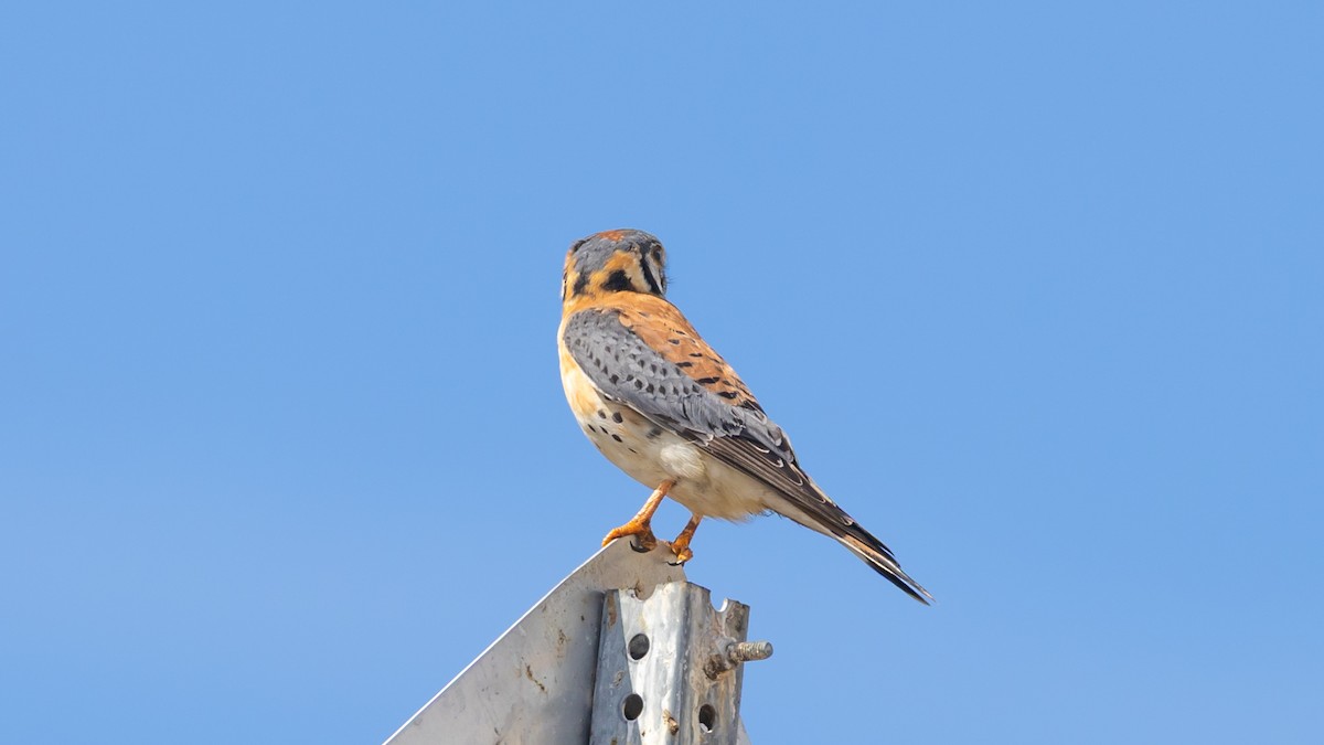 Belatz amerikarra - ML632213466