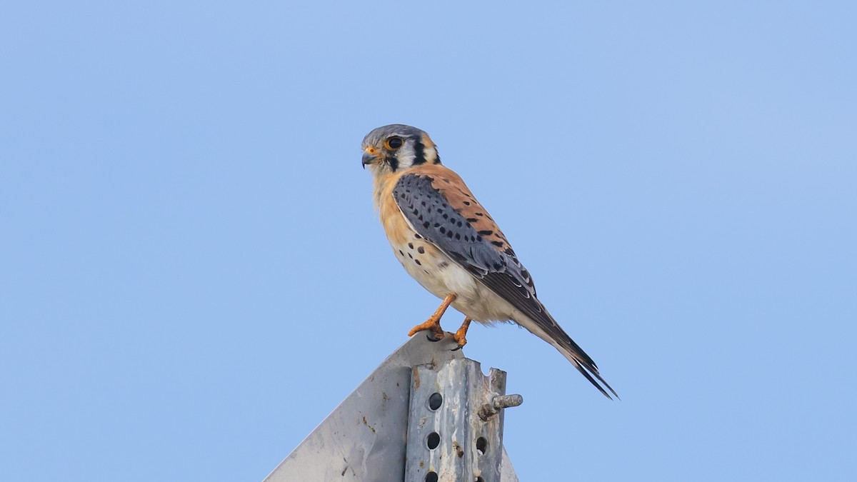 Belatz amerikarra - ML632213467