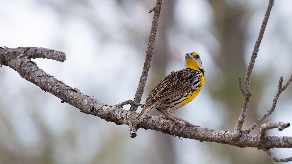 Eastern Meadowlark - ML632213473