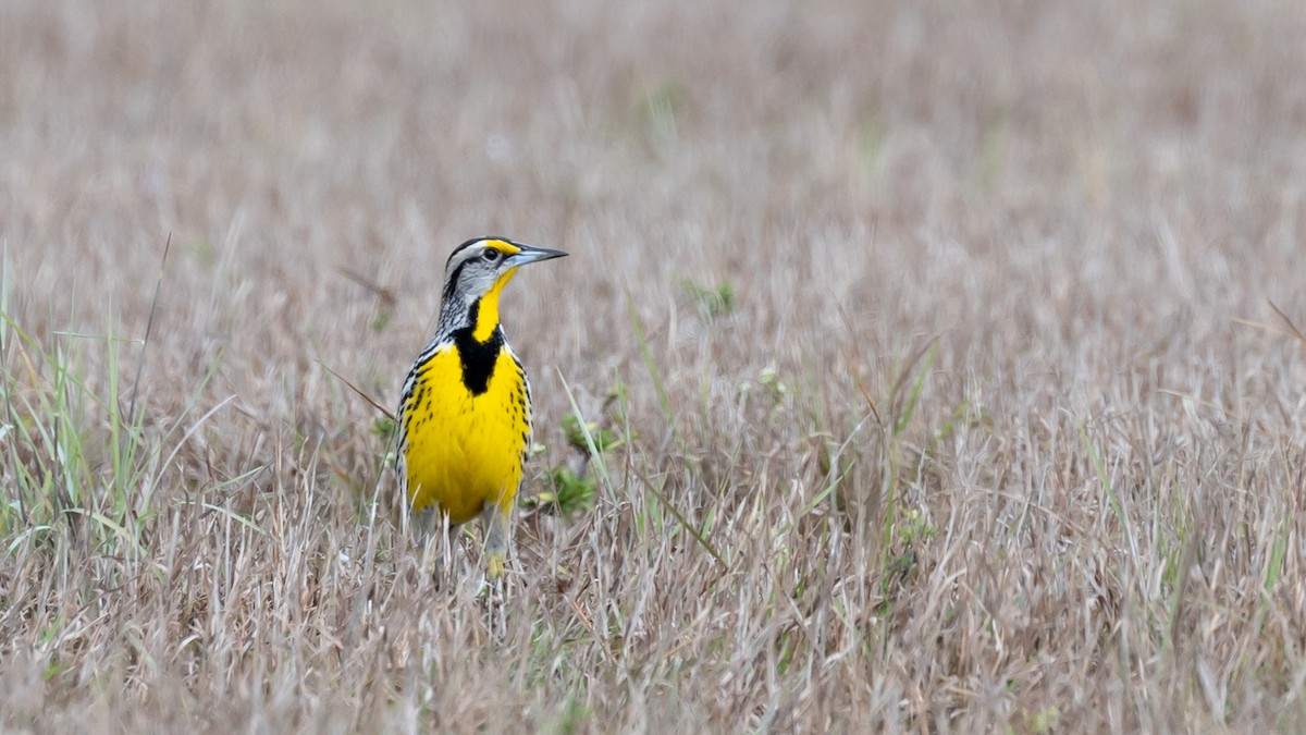 Eastern Meadowlark - ML632213474