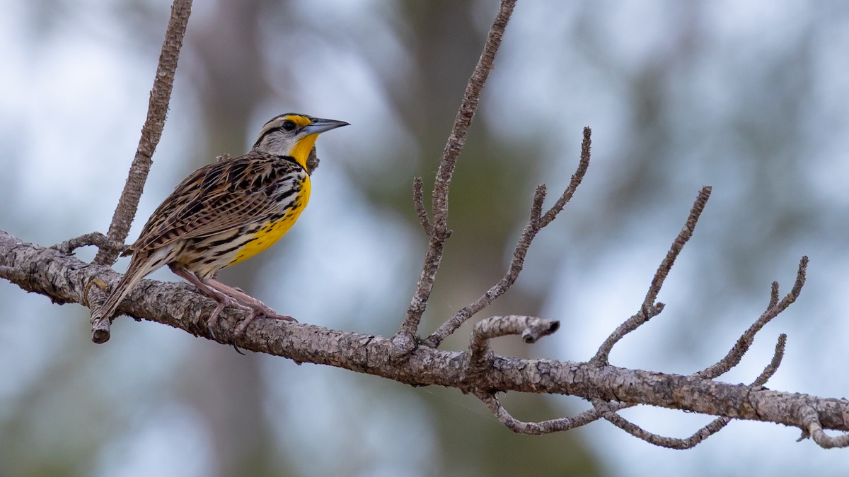 Eastern Meadowlark - ML632213475