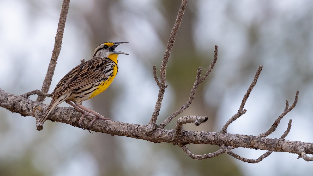 Eastern Meadowlark - ML632213476