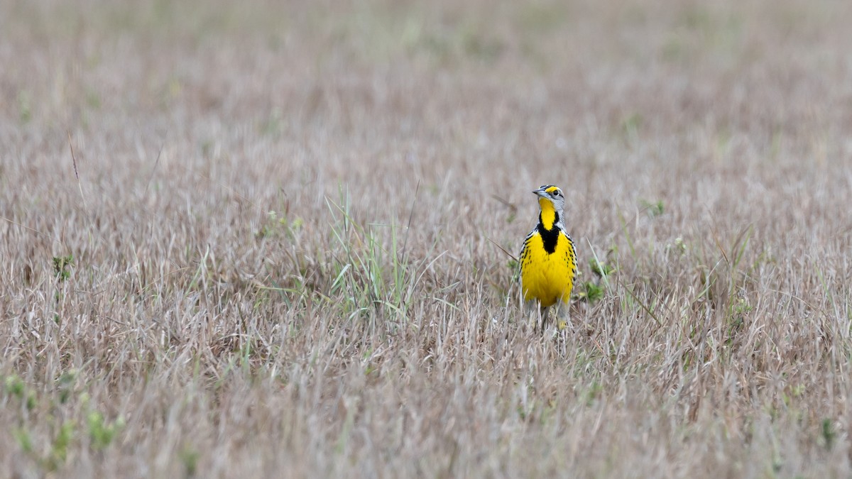 Eastern Meadowlark - ML632213478
