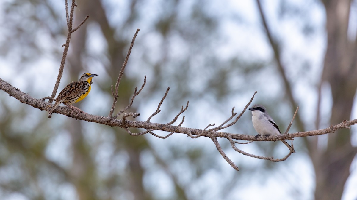 Eastern Meadowlark - ML632213479