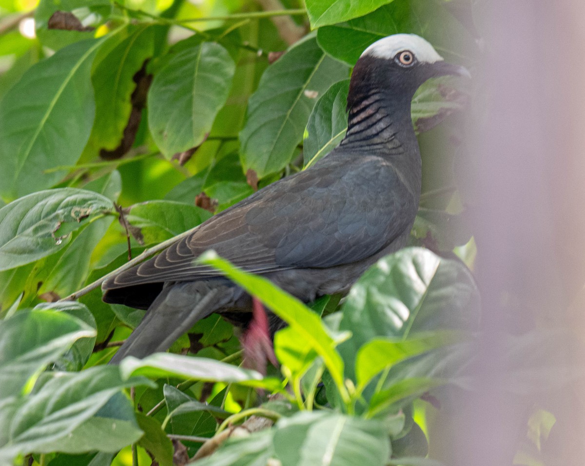 White-crowned Pigeon - ML632213580