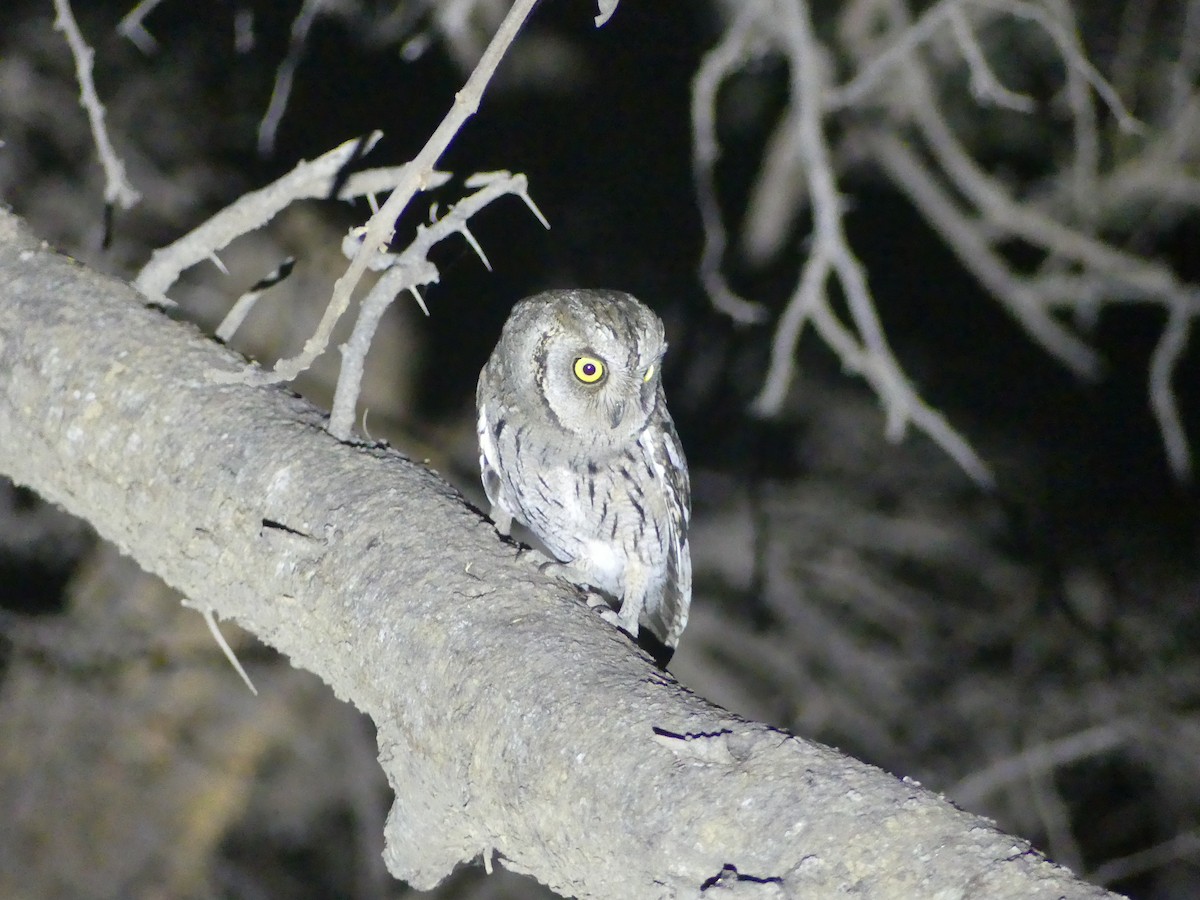 Arabian Scops-Owl - ML632213620