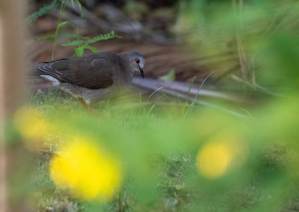 Caribbean Dove - ML632213681