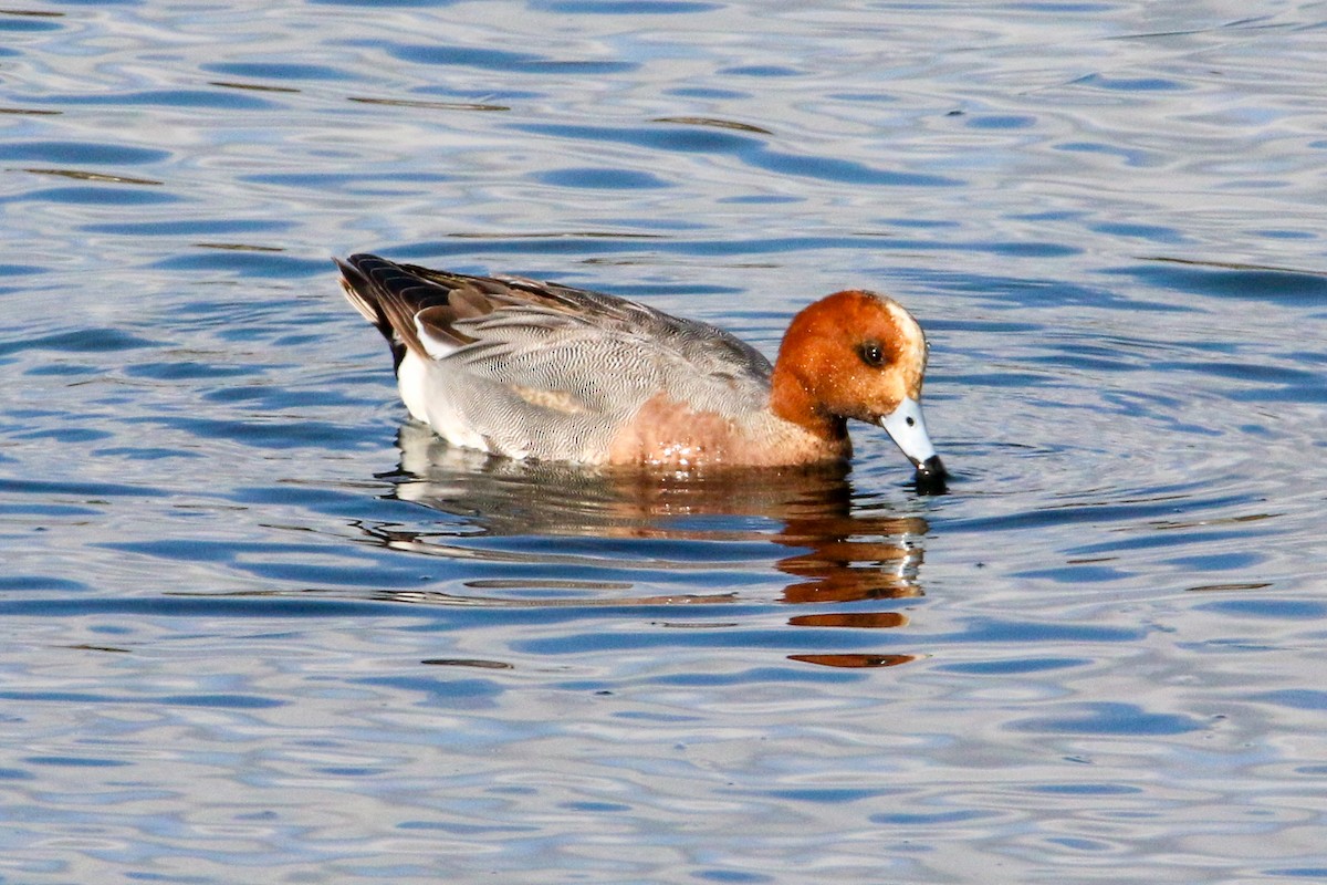 Canard siffleur - ML632213727