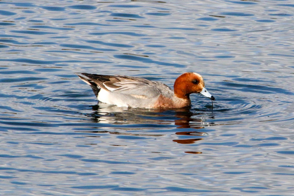 Canard siffleur - ML632213728
