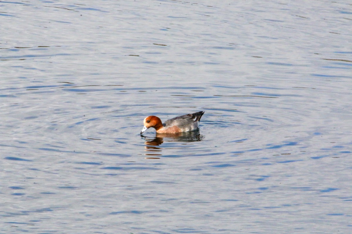 Canard siffleur - ML632213729