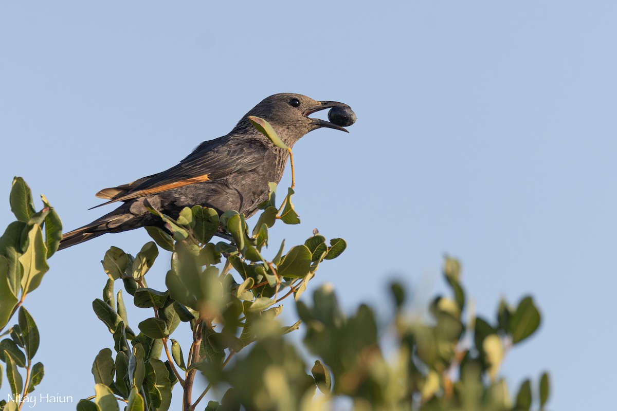 Tristram's Starling - ML632213762