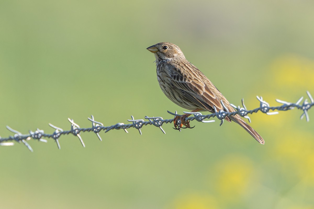 Corn Bunting - ML632213792