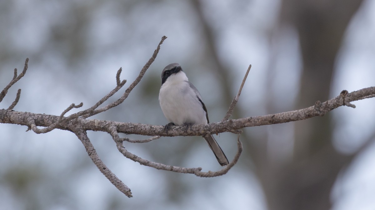Loggerhead Shrike - ML632213801