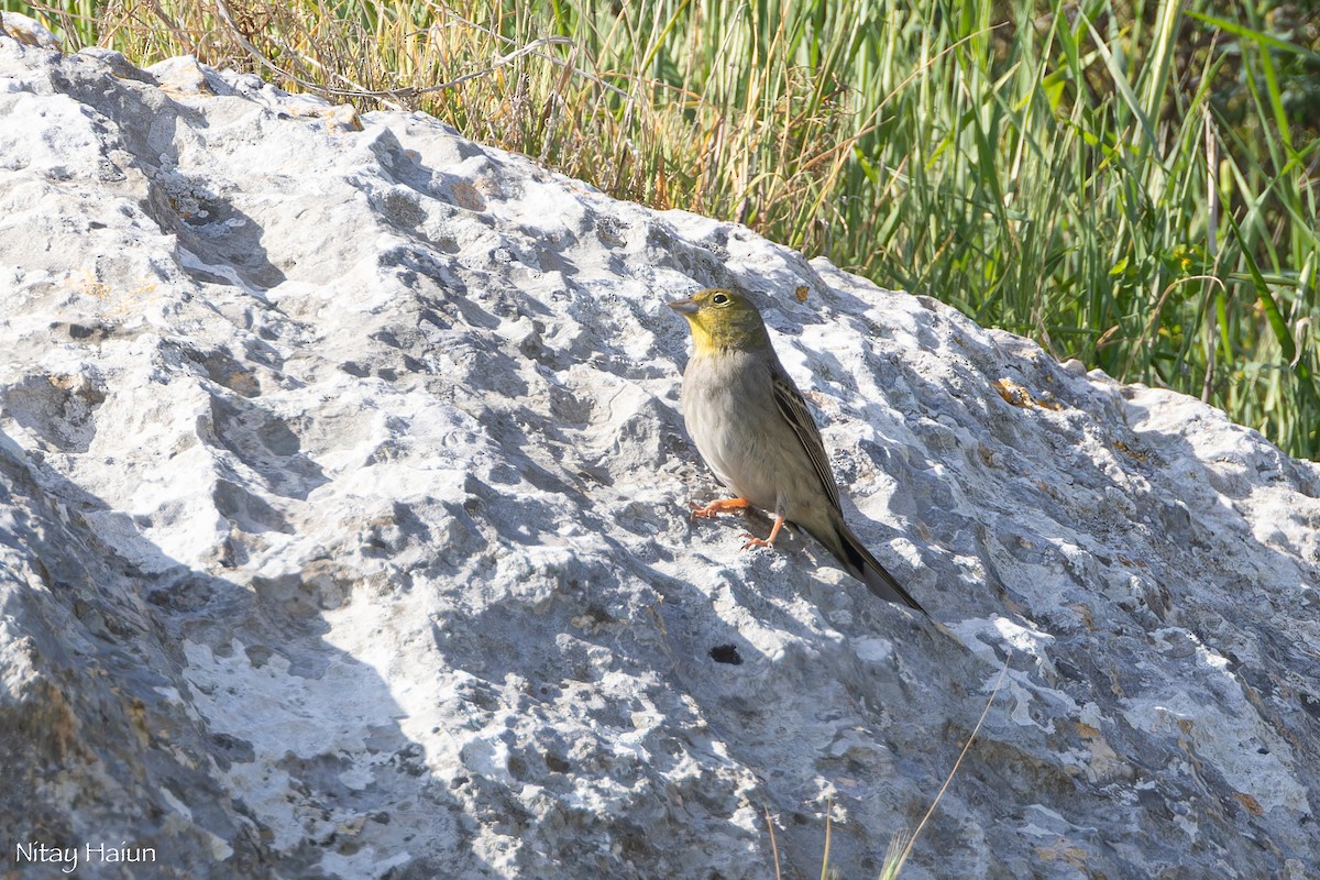 Cinereous Bunting - ML632213803