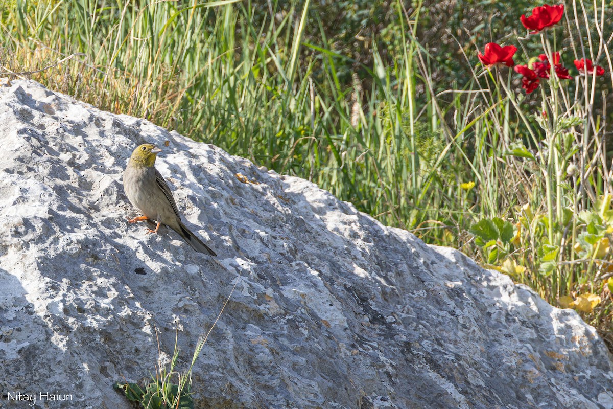 Cinereous Bunting - ML632213804