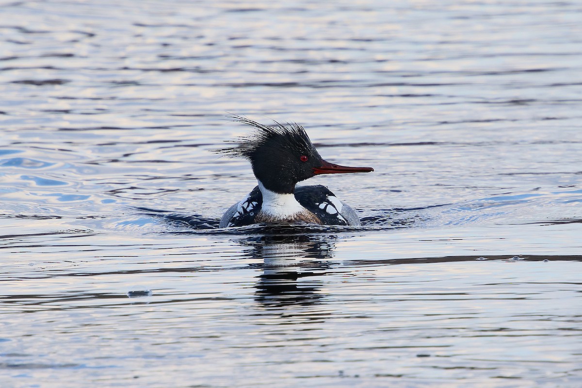 Red-breasted Merganser - ML632213860