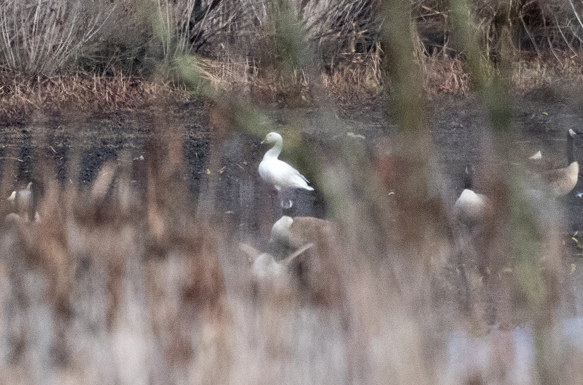 Snow Goose - ML632213869