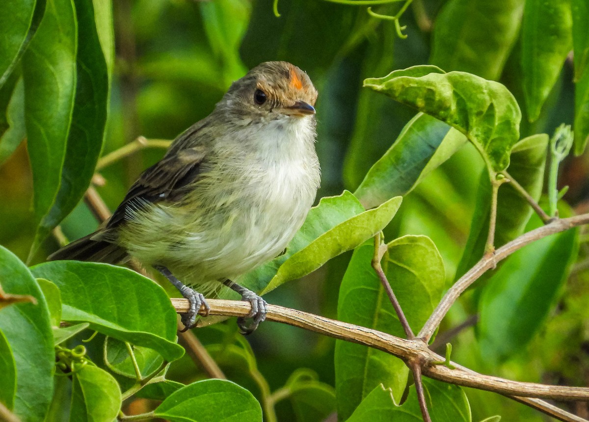 Fulvous-crowned Scrub-Tyrant - ML632213928