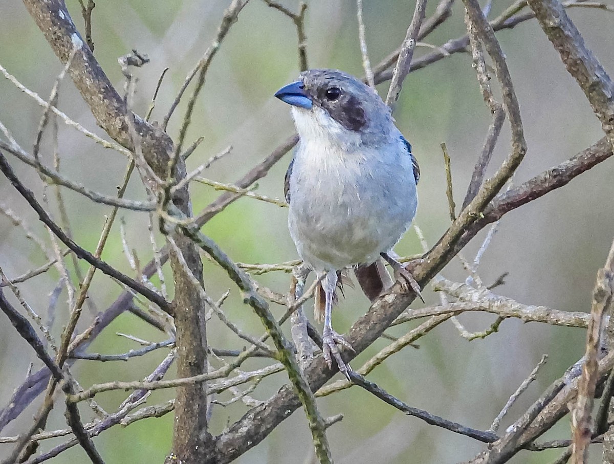 White-banded Tanager - ML632214037
