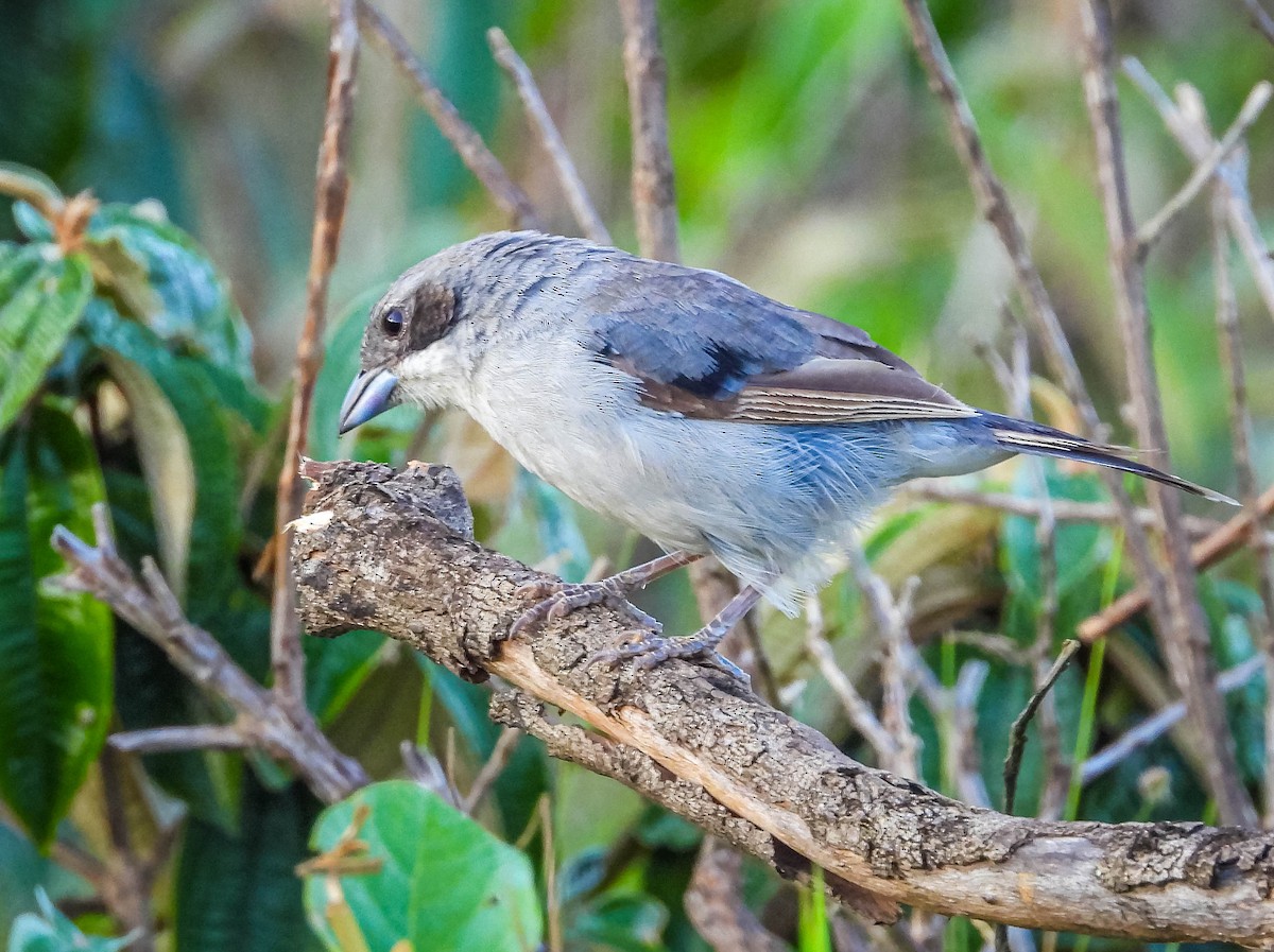 White-banded Tanager - ML632214038