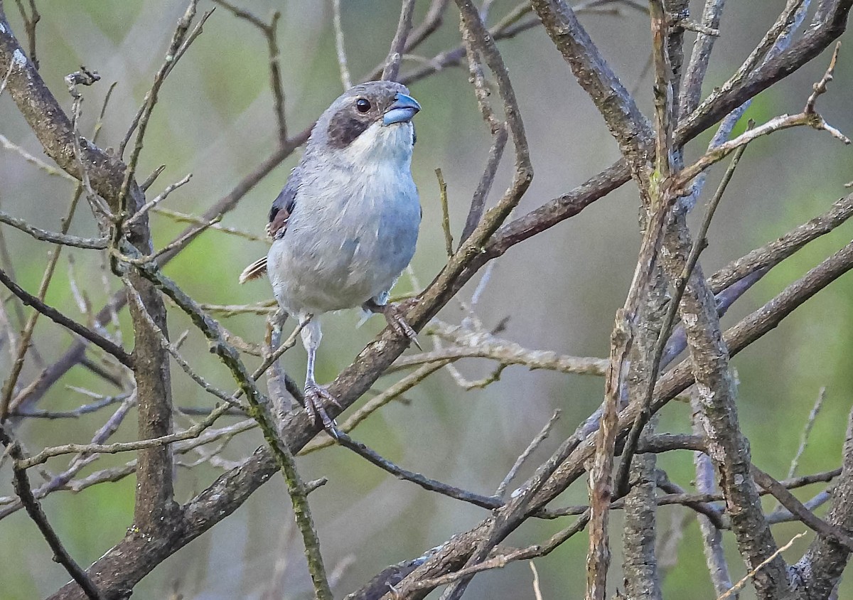 White-banded Tanager - ML632214039