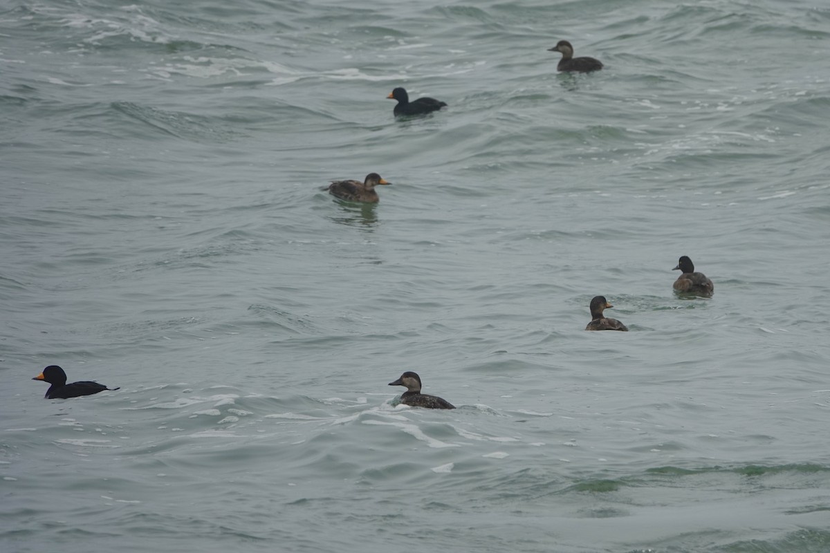Black Scoter - Russell Hillsley