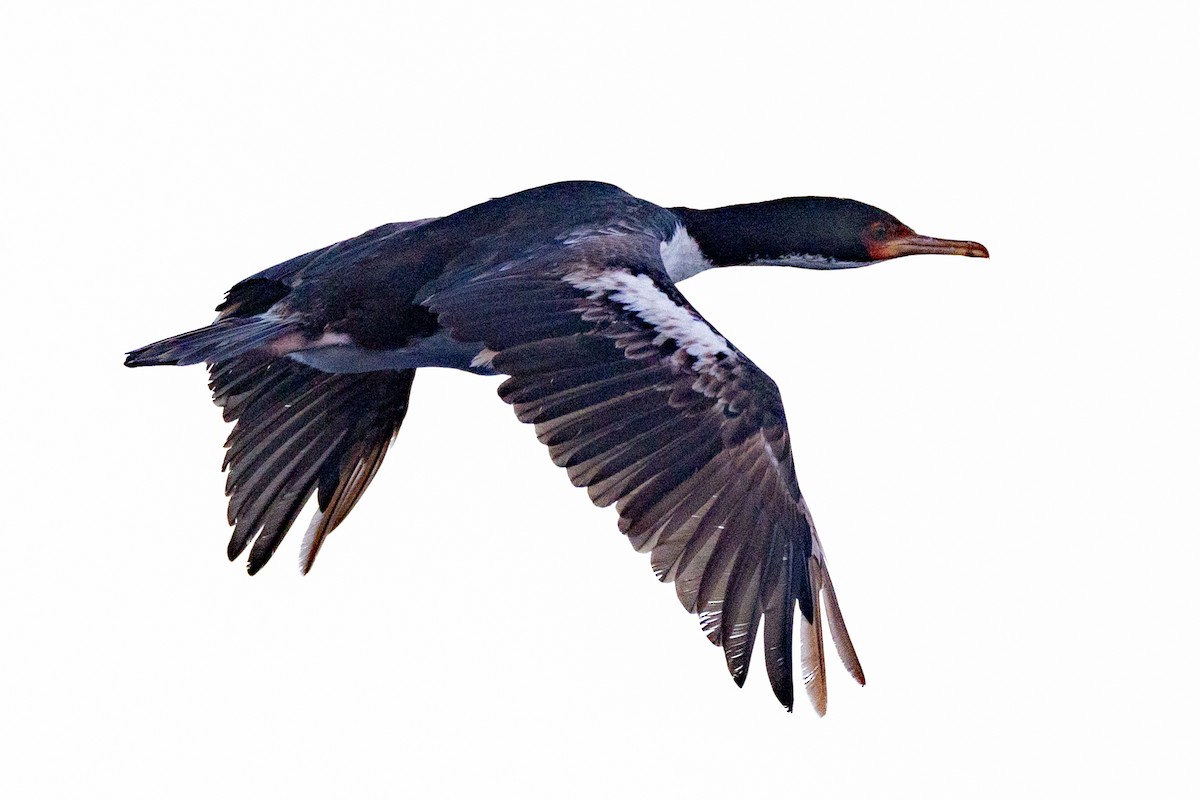 Bounty Islands Shag - ML632214189