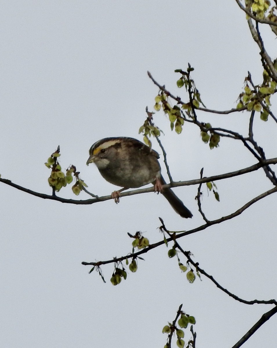 White-throated Sparrow - ML632214305
